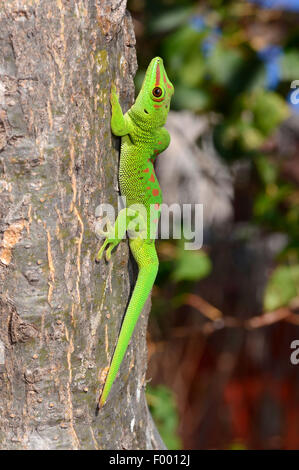 Madagaskar Riesen Taggecko (Phelsuma Madagascariensis Grandis, Phelsuma Grandis), Madagaskar Riesen Taggecko mit Verformungen, Madagaskar, Diana Stockfoto