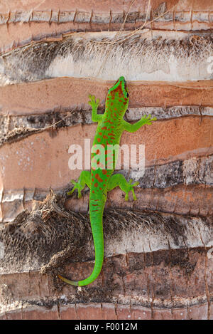 Madagaskar Riesen Taggecko (Phelsuma Madagascariensis Grandis, Phelsuma Grandis), auf dem Stamm einer Palme, Madagaskar, Diana Stockfoto