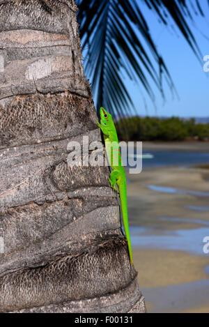 Madagaskar Riesen Taggecko (Phelsuma Madagascariensis Grandis, Phelsuma Grandis), sitzt auf einem Baumstamm am Strand, Madagaskar, Diana Stockfoto