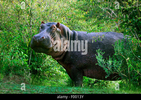 Nilpferd, Nilpferd, gemeinsame Flusspferd (Hippopotamus Amphibius), im Dickicht, Afrika Stockfoto