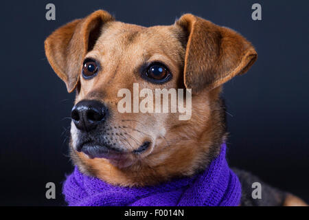 Haushund (Canis Lupus F. Familiaris), mit lila Schal vor schwarzem Hintergrund, Porträt Stockfoto