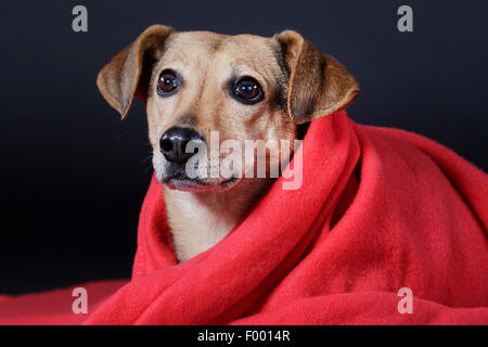 Haushund (Canis Lupus F. Familiaris), verpackt in einer roten Blancet vor schwarzem Hintergrund, Porträt Stockfoto