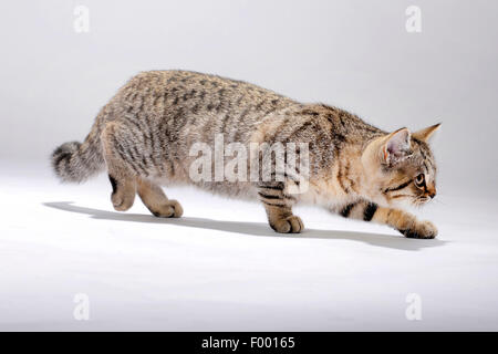 Britisch Kurzhaar (Felis Silvestris F. Catus), gestreifte kleine Kätzchen, Seitenansicht Stockfoto