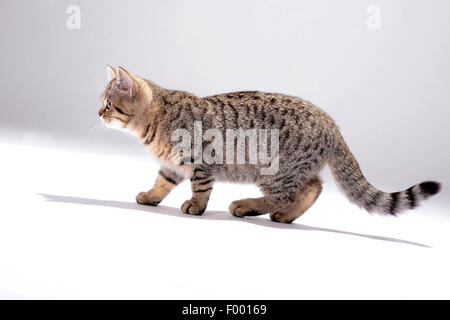 Britisch Kurzhaar (Felis Silvestris F. Catus), gestreifte kleine Kätzchen, Seitenansicht Stockfoto