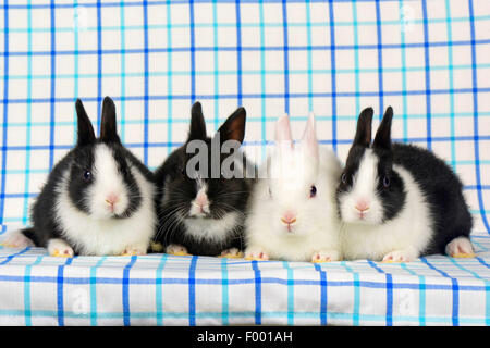 Netherland Dwarf (Oryctolagus Cuniculus F. Domestica), vier Hasen Stockfoto