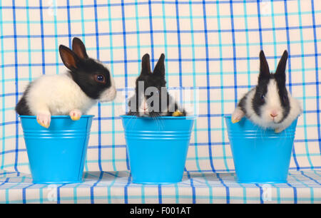 Netherland Dwarf (Oryctolagus Cuniculus F. Domestica), drei Hasen in Eimern Stockfoto