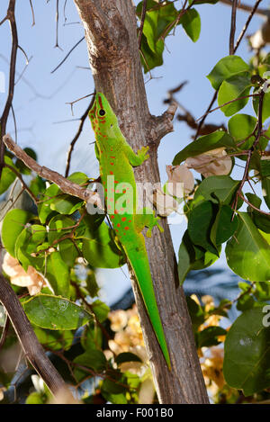 Madagaskar Riesen Taggecko (Phelsuma Madagascariensis Grandis, Phelsuma Grandis), klettert auf einen Baum, Madagaskar, Diana Stockfoto