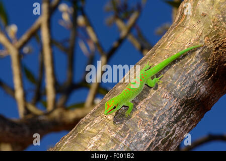 Madagaskar Riesen Taggecko (Phelsuma Madagascariensis Grandis, Phelsuma Grandis), klettert auf einen Baum, Madagaskar, Diana Stockfoto