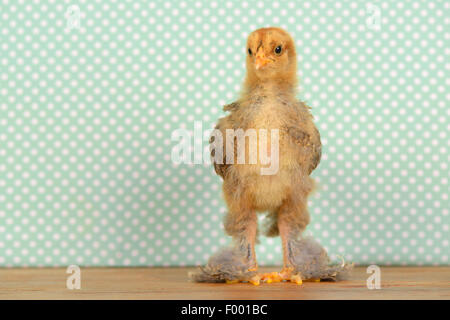 Brahma, Brahma Huhn (Gallus Gallus F. Domestica), sechzehn Tage alt Huhn vor gepunktete Stoff Stockfoto