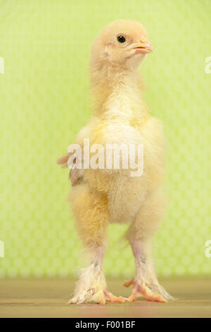 Brahma, Brahma Huhn (Gallus Gallus F. Domestica), sechzehn Tage alt Huhn Vor Yello Hintergrund Stockfoto