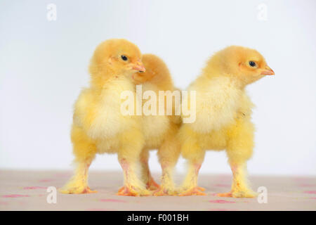 Brahma, Brahma Huhn (Gallus Gallus F. Domestica), drei niedlichen Brahma Huhn zusammenstehen Stockfoto