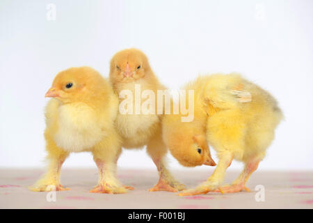 Brahma, Brahma Huhn (Gallus Gallus F. Domestica), drei niedlichen Brahma Huhn zusammenstehen und Pflege Stockfoto