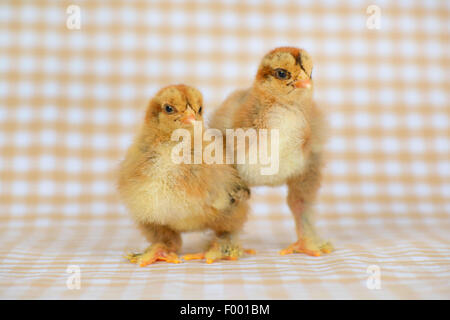 Brahma, Brahma Huhn (Gallus Gallus F. Domestica), 12 Tage alt Brahma Küken Stockfoto