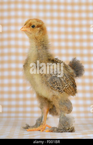 Brahma, Brahma Huhn (Gallus Gallus F. Domestica), sechzehn Tage alt Huhn auf kariertem Stoff Stockfoto