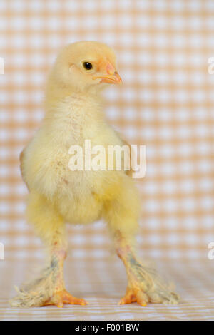 Brahma, Brahma Huhn (Gallus Gallus F. Domestica), sechzehn Tage alt Huhn auf kariertem Stoff Stockfoto