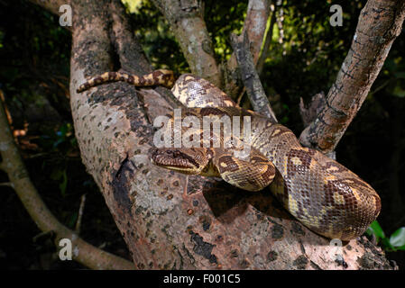 Madagaskar-Baum-Boa (Sanzinia Madagascariensis), steigt in einem Baum, Madagaskar, Nosy Be, Lokobe Reserva Stockfoto