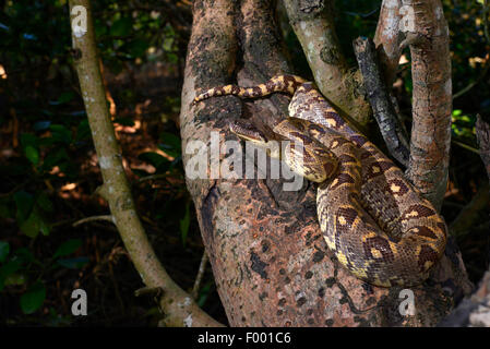 Madagaskar-Baum-Boa (Sanzinia Madagascariensis), steigt in einem Baum, Madagaskar, Nosy Be, Lokobe Reserva Stockfoto