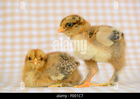 Brahma, Brahma Huhn (Gallus Gallus F. Domestica), zwei zwölf Tage alten Hühner auf kariertem Stoff Stockfoto