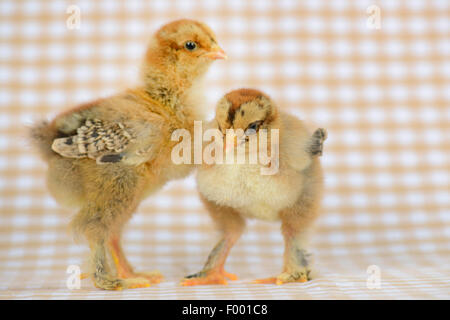 Brahma, Brahma Huhn (Gallus Gallus F. Domestica), zwei zwölf Tage alten Hühner auf kariertem Stoff Stockfoto