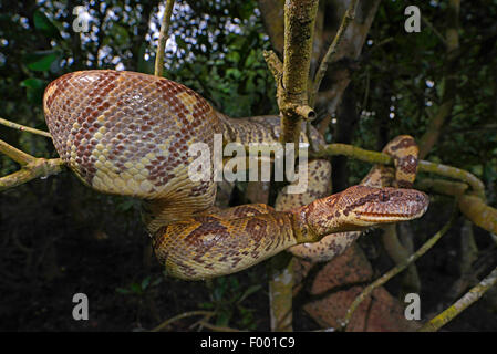 Madagaskar-Baum-Boa (Sanzinia Madagascariensis), steigt in einem Baum, Madagaskar, Nosy Be, Lokobe Reserva Stockfoto