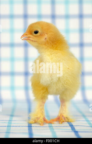 Brahma, Brahma Huhn (Gallus Gallus F. Domestica), zwölf Tage alten Huhn auf kariertem Stoff Stockfoto