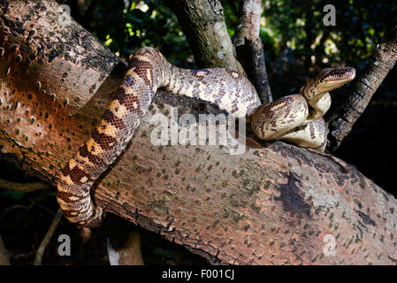 Madagaskar-Baum-Boa (Sanzinia Madagascariensis), steigt in einem Baum, Madagaskar, Nosy Be, Lokobe Reserva Stockfoto