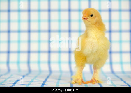 Brahma, Brahma Huhn (Gallus Gallus F. Domestica), zwölf Tage alten Huhn auf kariertem Stoff Stockfoto