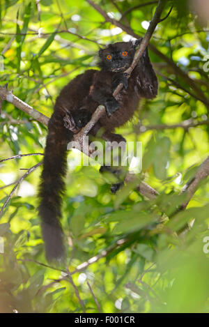 schwarzen Lemuren (Lemur Macaco, Petterus Macaco), männliche sitzt auf einem Baum, Madagaskar, Nosy Be, Lokobe Reserva Stockfoto