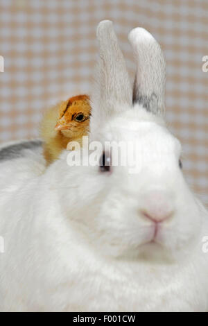 Brahma, Brahma Huhn (Gallus Gallus F. Domestica), Küken sitzt auf der Schulter eines Kaninchens, Netherland Zwerg Stockfoto