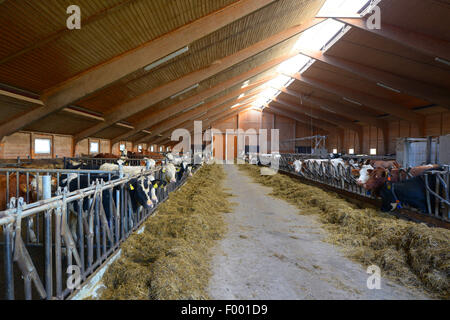 Hausrind (Bos Primigenius F. Taurus), Kühe in einer Scheune, Deutschland Stockfoto