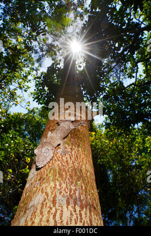 Henkel Blatt-tailed Gecko (Uroplatus Henkeli), perfekt getarnt Gecko auf einem Baumstamm, Madagaskar, Nosy Be, Lokobe Reserva Stockfoto