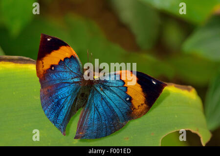 Orange Oakleaf, totes Blatt (Kallima Inachos), auf einem Blatt Stockfoto