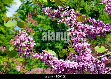 Judasbaum (Cercis Siliquastrum), blühen gegen Deutschland Stockfoto