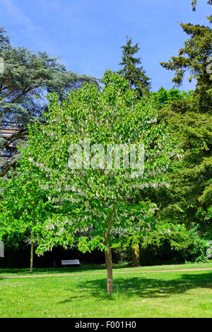 Taschentuch-Baum (Davidia Involucrata), blühenden Baum im Stadtgarten, Deutschland, Bremen Stockfoto