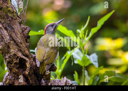 Grünspecht (Picus Viridis), junger Grünspecht auf den Feed, Schweiz, Sankt Gallen Stockfoto