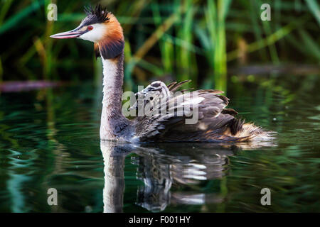 Great crested Haubentaucher (Podiceps Cristatus), schwimmt mit zwei Küken auf seinen Rücken, der Schweiz, dem Bodensee Stockfoto