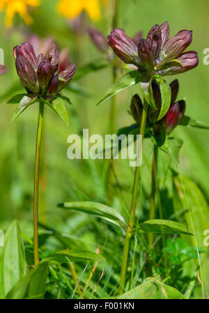 Pannonische Enzian, ungarischer Enzian, braune Enzian (Gentiana Pannonica), blühen, Österreich, Tirol, Lechtaler Alpen Stockfoto