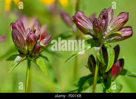 Pannonische Enzian, ungarischer Enzian, braune Enzian (Gentiana Pannonica), blühen, Österreich, Tirol, Lechtaler Alpen Stockfoto