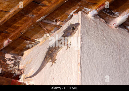 Afrikanisches Haus Gecko (Hemidactylus Mercatorius), sitzt auf einer Mauer, Madagaskar, Diana Stockfoto