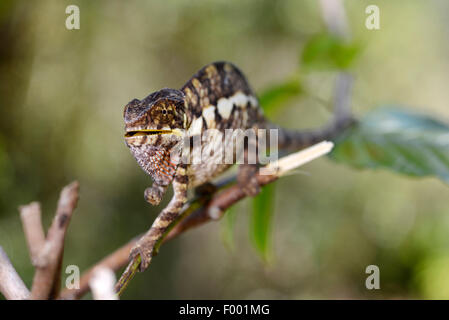 Pantherchamäleon (Furcifer Pardalis, Chamaeleo Pardalis), auf einem Zweig, Madagaskar, Nosy Be, Lokobe Reserva Stockfoto