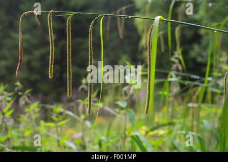 Hängende Segge, Riesen-Segge Grass (Carex Pendel), Blütenstand, Oberbayern, Oberbayern, Bayern, Deutschland Stockfoto