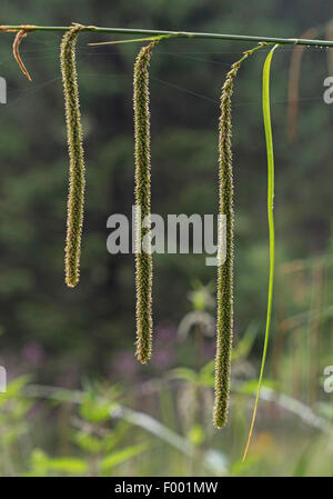 Hängende Segge, Riesen-Segge Grass (Carex Pendel), Blütenstand, Oberbayern, Oberbayern, Bayern, Deutschland Stockfoto