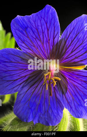 Breit-Petaled Geranien (Geranium Platypetalum), Blume Stockfoto