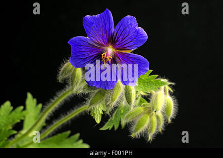 Breit-Petaled Geranien (Geranium Platypetalum), Blütenstand Stockfoto