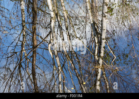 Silber Birken spiegelt sich in einem Pool im Foulshaw Naturreservat, ein Flachland angehoben Moor im Süden Cumbria, UK. Stockfoto