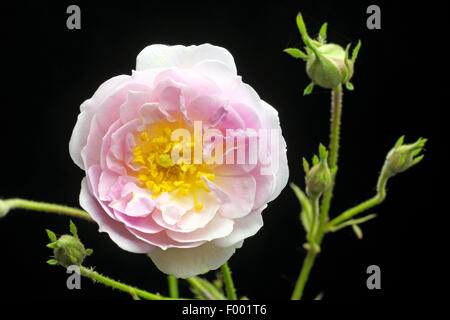 dekorative Rose (Rosa 'Pauls Himalayan Musk', Rosa Pauls Himalayan Musk), blühen, Sorte Pauls Himalayan Musk Stockfoto