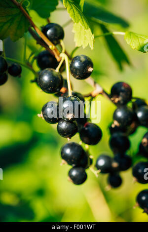 Schwarze Johannisbeere Zweig. Wachsenden Bio-Beeren Nahaufnahme. Reife Johannisbeeren im Obstgarten. Getönten Sofortbild Stockfoto