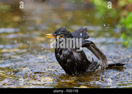 Amsel (Turdus Merula), Baden, Männlich, Deutschland, Mecklenburg-Vorpommern Stockfoto