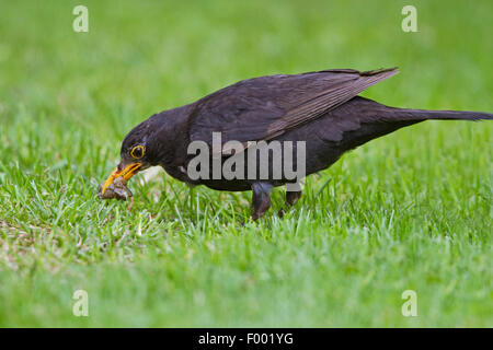 Amsel (Turdus Merula), männliche mit Gefangenen Slug, Deutschland, Mecklenburg-Vorpommern Stockfoto