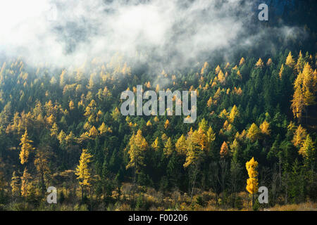 gemeinsamen Lärche, Lärche (Larix Decidua, Larix Europaea), Mischwald mit Lärchen im Herbst, Österreich, Steiermark Stockfoto